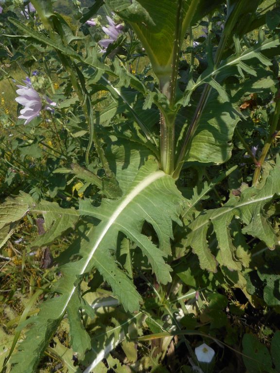 Dipsacus laciniatus L.