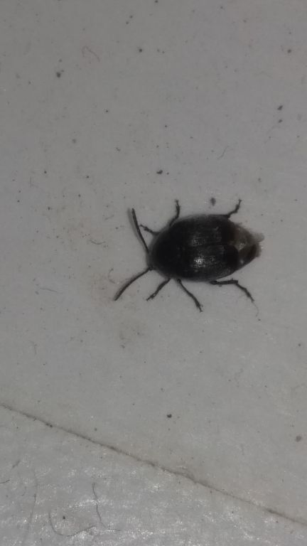 Spermophagus