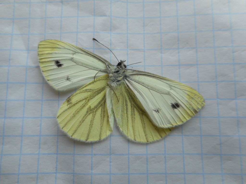 Pieris napi (Linnaeus, 1758)