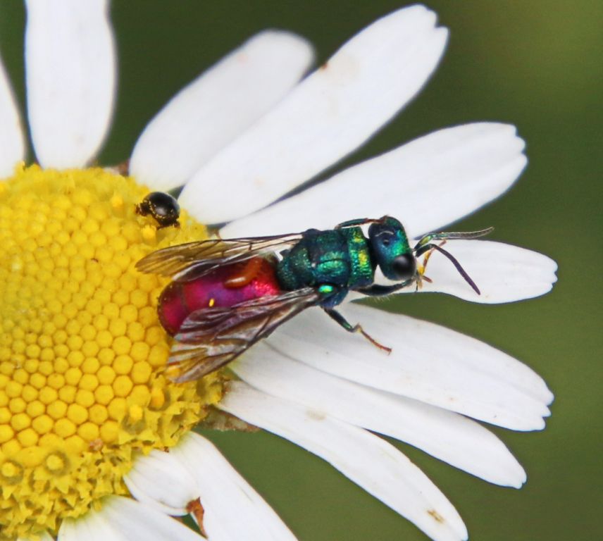 Chrysididae