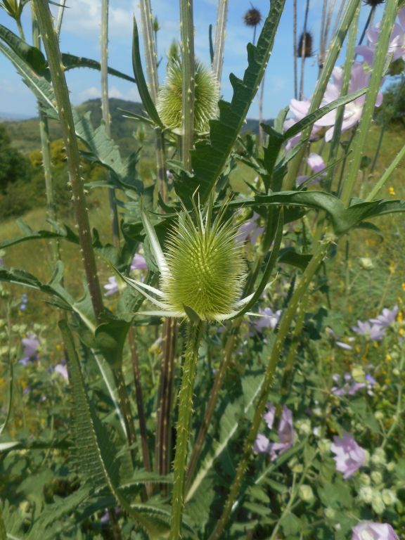 Dipsacus laciniatus L.