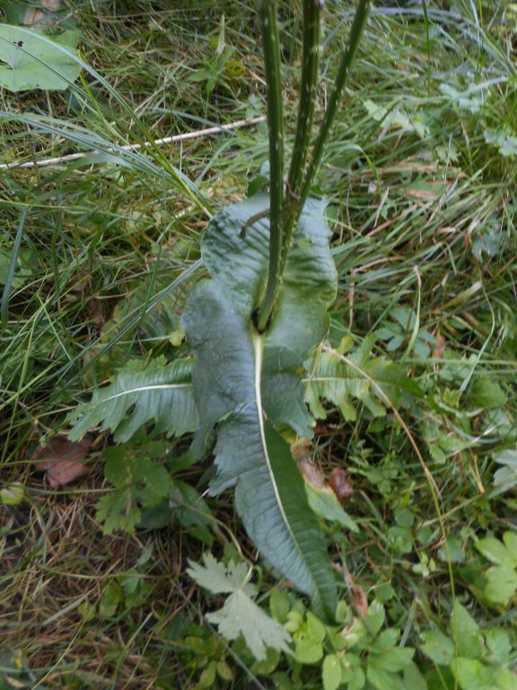 Dipsacus laciniatus L.