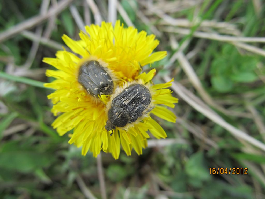 Tropinota hirta (Poda, 1761)