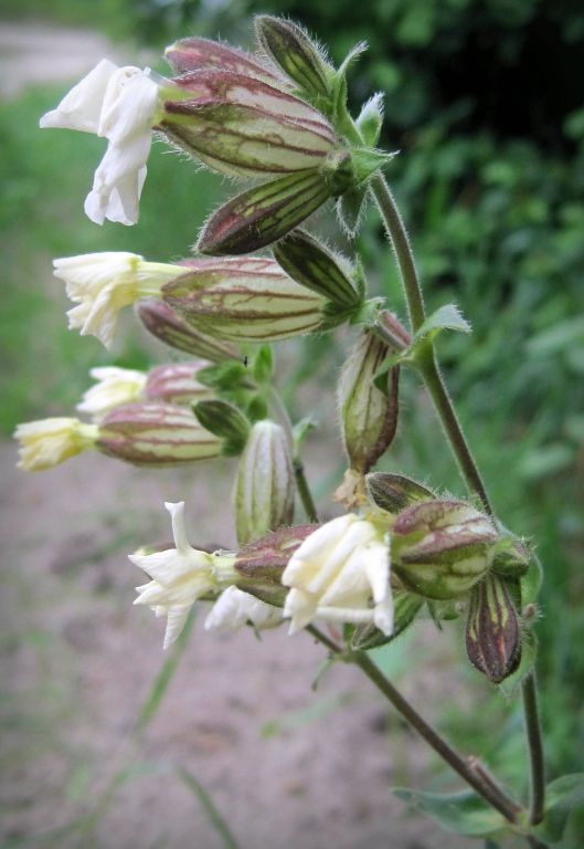 Silene latifolia subsp. alba (Mill.) Greuter & Burdet