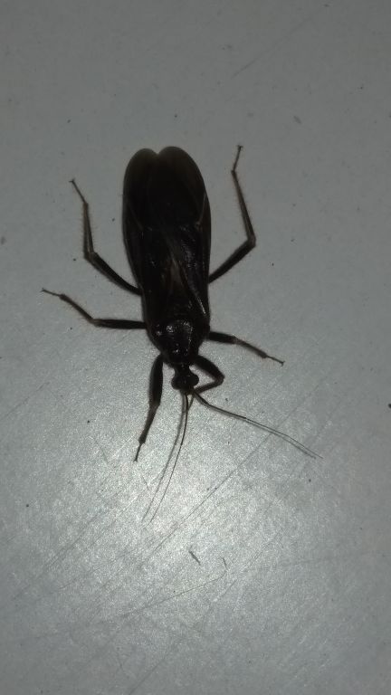 Reduvius personatus (Linnaeus, 1758)