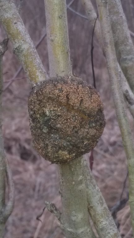 Rhizobium radiobacter