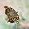 Argynnis pandora