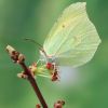 Gonepteryx rhamni