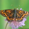 Euphydryas maturna