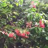 Combretum indicum або Quisquális índica
