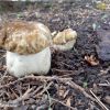 Boletus reticulatus.