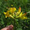 Lotus corniculatus var. maritimus Rupr.