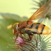 Volucella zonaria