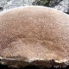Trametes hirsuta ?