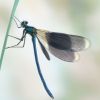 Calopteryx splendens