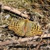 Argynnis pandora