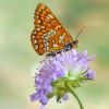 Euphydryas maturna