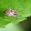 Nigma cf flavescens