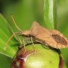 Coreus marginatus (Coreidae)