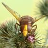 Volucella zonaria