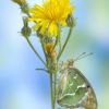 Argynnis pandora