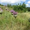 C. scabiosa s.l. - Centaurea apiculata