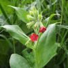 Медунка Філярського. Медуница Филярского  (Pulmonaria filarszkyana)