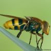 Volucella zonaria