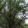 Сосна Банкса. Pinus banksiana