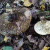 Lactarius turpis