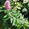 Spiraea salicifolia