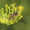 Syritta (Syrphidae, Diptera)