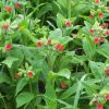 Медунка Філярського. Медуница Филярского  (Pulmonaria filarszkyana)