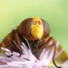 Volucella zonaria