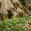 Tulipa sylvestris Тюльпан лісовий