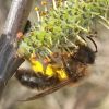 Andrena apicata ? Andrena barbilabris ? Andrena praecox ?