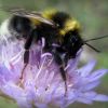 Bombus hortorum / ruderatus