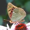 Argynnis pandora