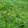 Медунка Філярського. Медуница Филярского  (Pulmonaria filarszkyana)