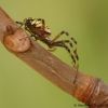 Argiope bruennichi