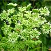 Борщівник звичайний. Борщевик обыкновенный. Heracleum sphondylium