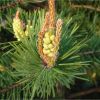 Сосна звичайна. Сосна обыкновенняя. Pinus sylvestris