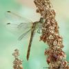 Sympetrum meridionale