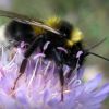 Bombus hortorum / ruderatus