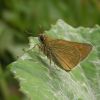 Hesperiidae (Lepidoptera)