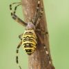 Argiope bruennichi\