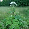 Борщівник Сосновського. Борщевик Сосновского.   Heracleum sosnowskyi