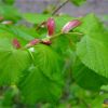 Липа серцевидна. Липа сердцевидная. Tilia cordata