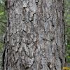 Сосна звичайна. Сосна обыкновенняя. Pinus sylvestris
