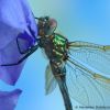 Somatochlora metallica